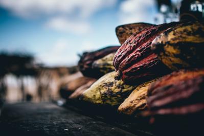 Sample Shipment Cocoa