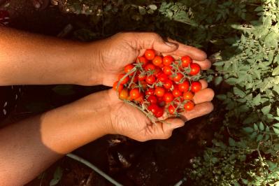 Sample organic product testing